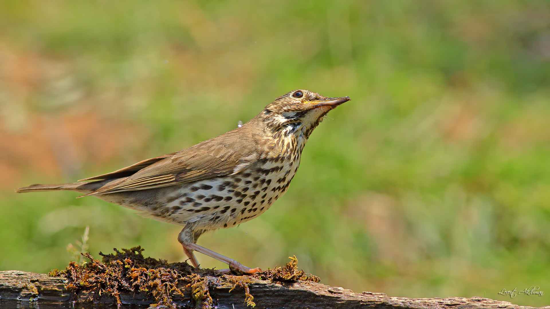 Song Thrush